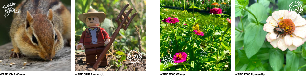 Ignite Winners Week 1 &amp; 2