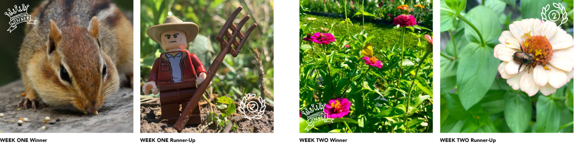Winners week one &amp; two