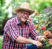 gardening-senior.jpg A senior man crouching down pruning roses