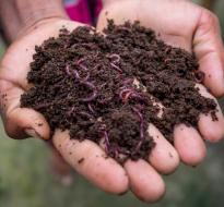 vermicomposting.jpg Two hands holding soil full of worms