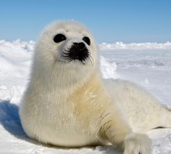 A baby arctic seal with a snowy background