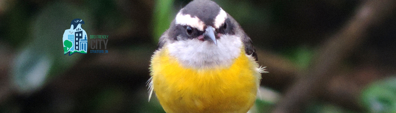 World Bird Migratory Day
