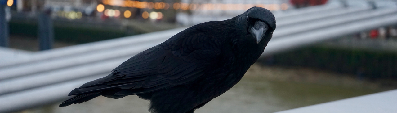 Crowvember