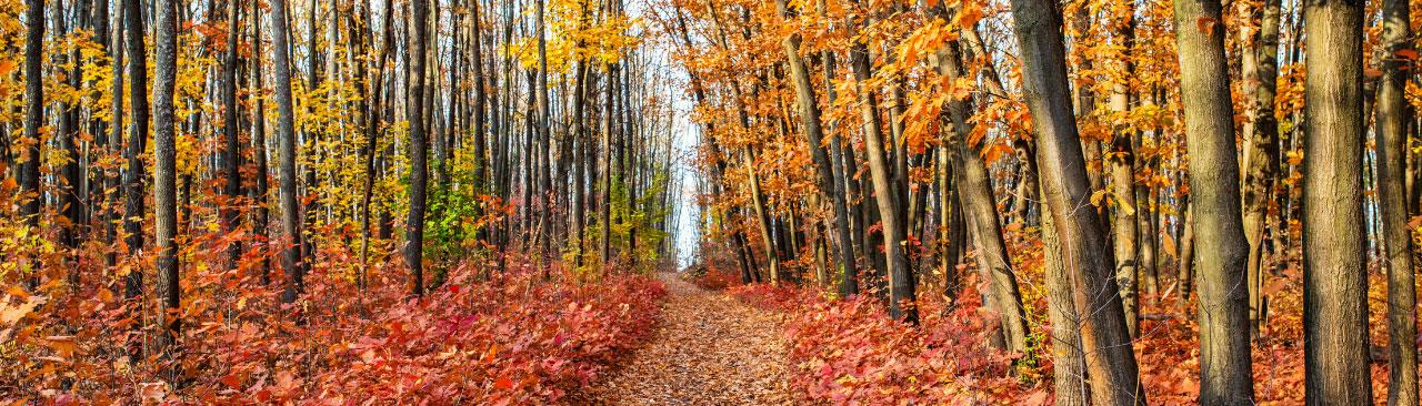 autumn-adventure-hero.jpg a forest trail in the fall