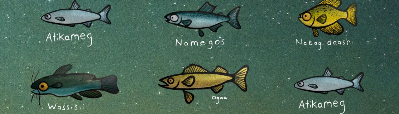 First-Nations-Public-Library-Week-2022.jpg Six fish on a dark green background with stars