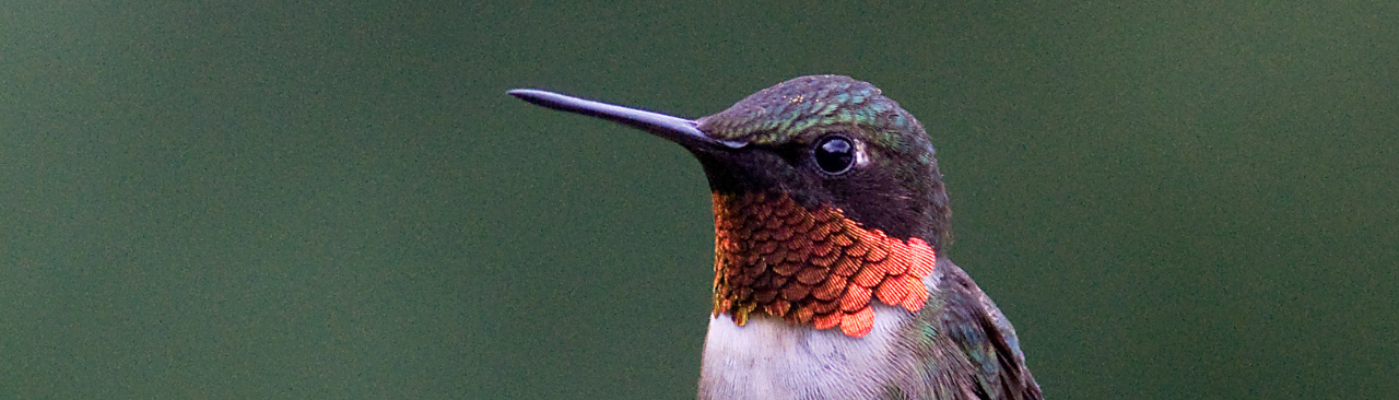 Garden Culture Day 2022.png a ruby throated hummingbird