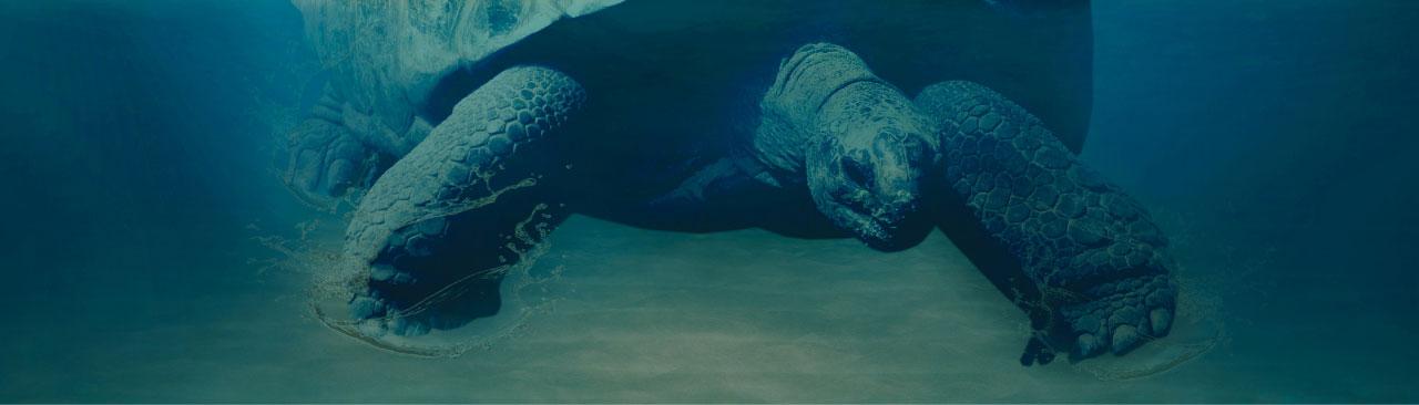 Indigenous-stories-and-art_hero.jpg A large turtle underwater carrying an island on its back