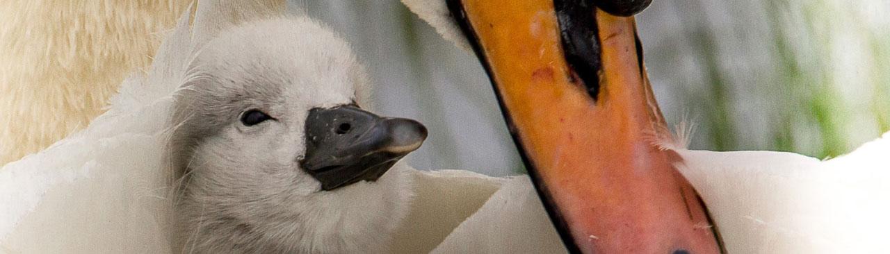 PhotographyBasics.jpg A close up of a cygnet cuddled up in the feathers of its parent