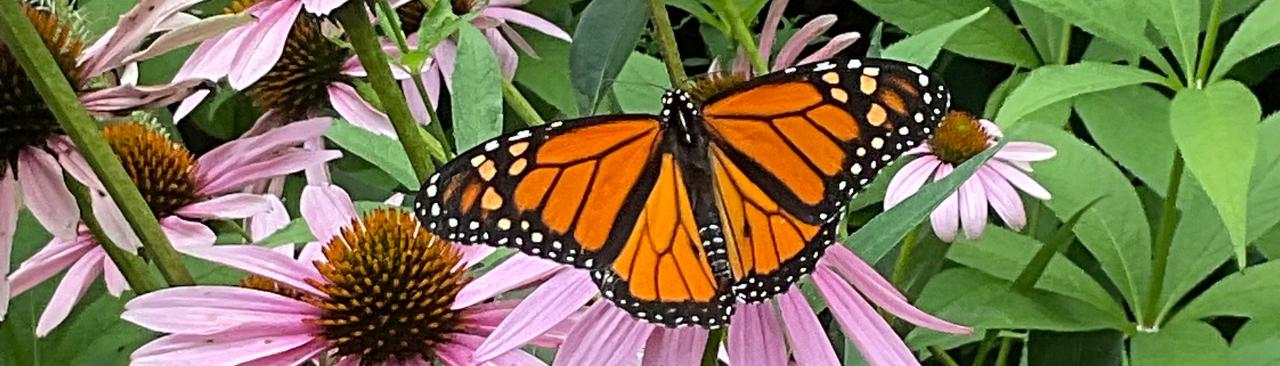 GardeningClimate.jpg A monarch butterfly on a coneflower