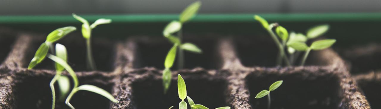 Plants sprouting