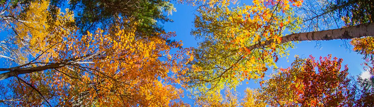 trees_ackn_0.jpg tree tops