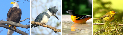 David Chapman's bird photography