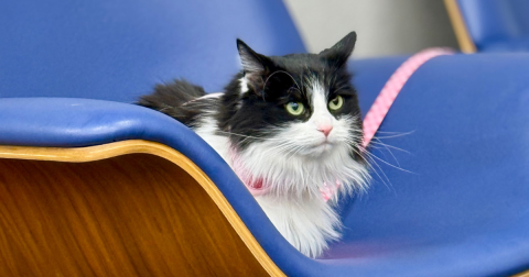 Mittens | Teen Library Petfluencer