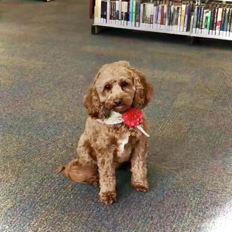 Petfluencer Applications Open