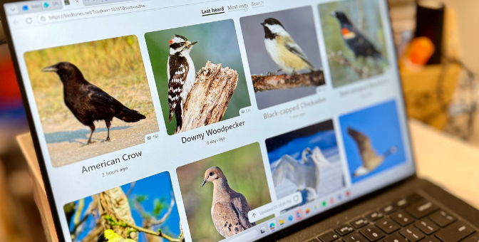 Bird Listening Station