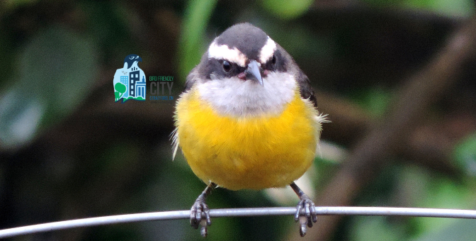 World Bird Migratory Day